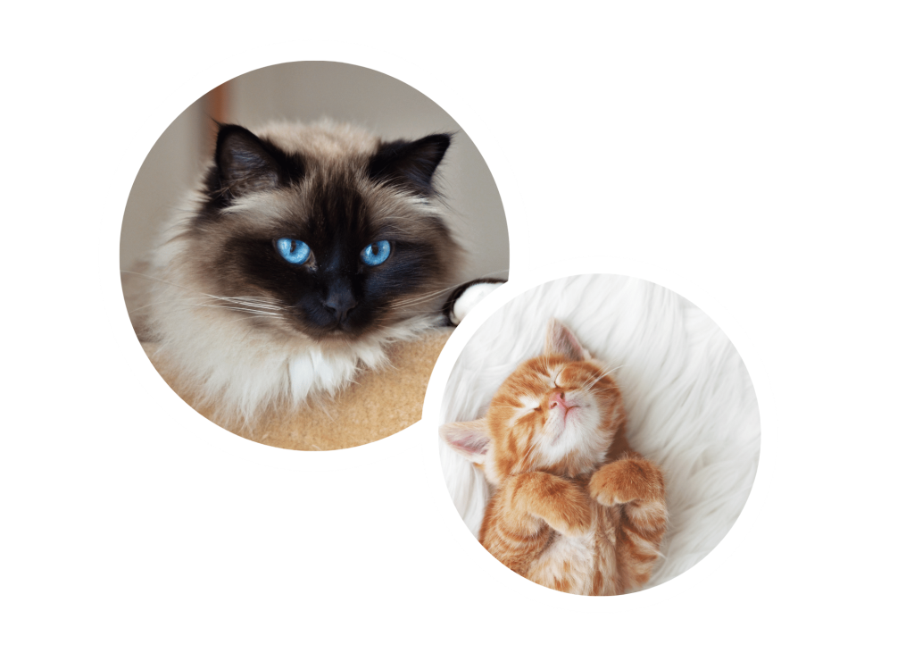 Dos gatos felices