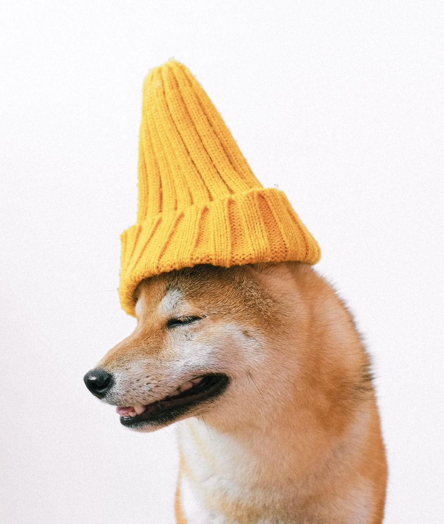 Perro con un gorro