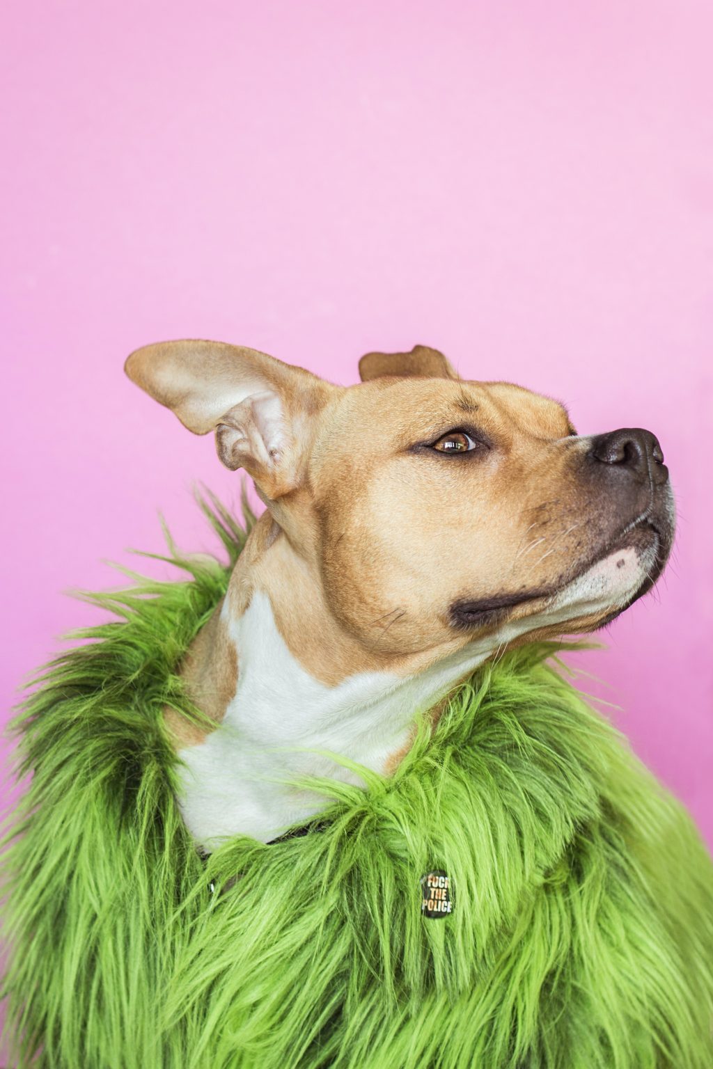 Perro vestido