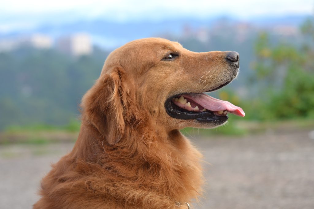 Perro sacando la lengua