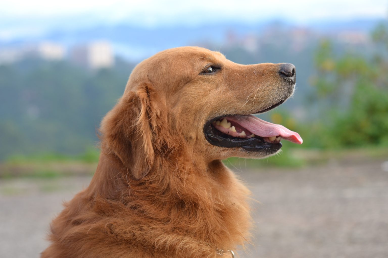 Perro sacando la lengua