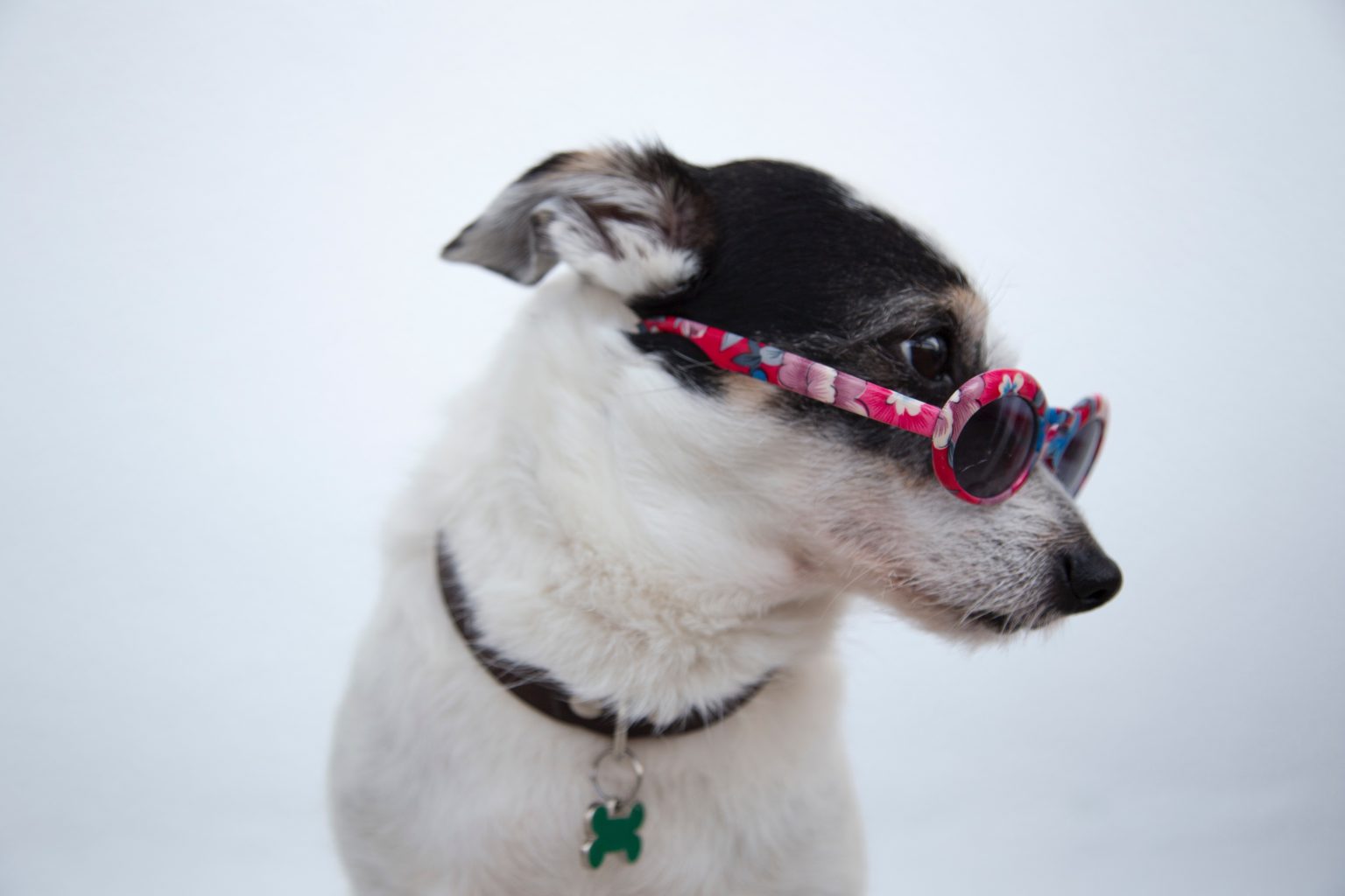 Perro con gafas graciosas