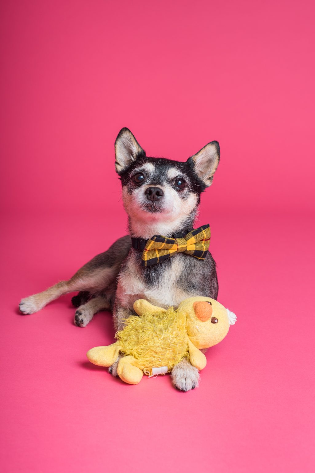 Perro con un peluche