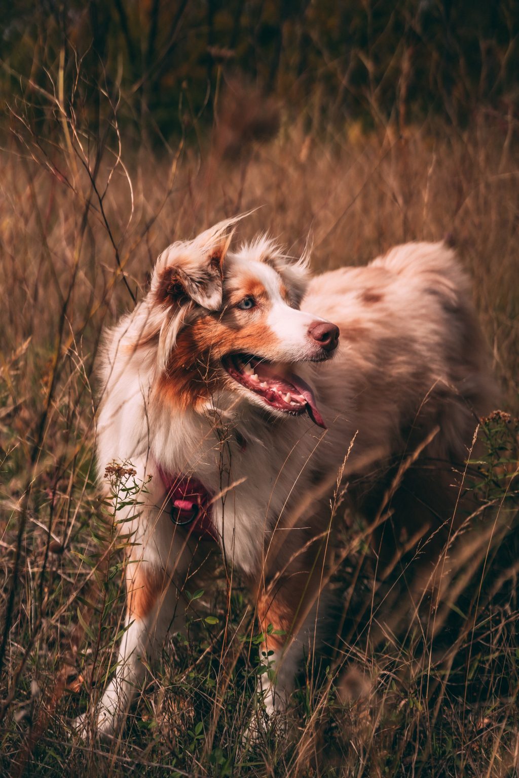 Perro feliz en el campo