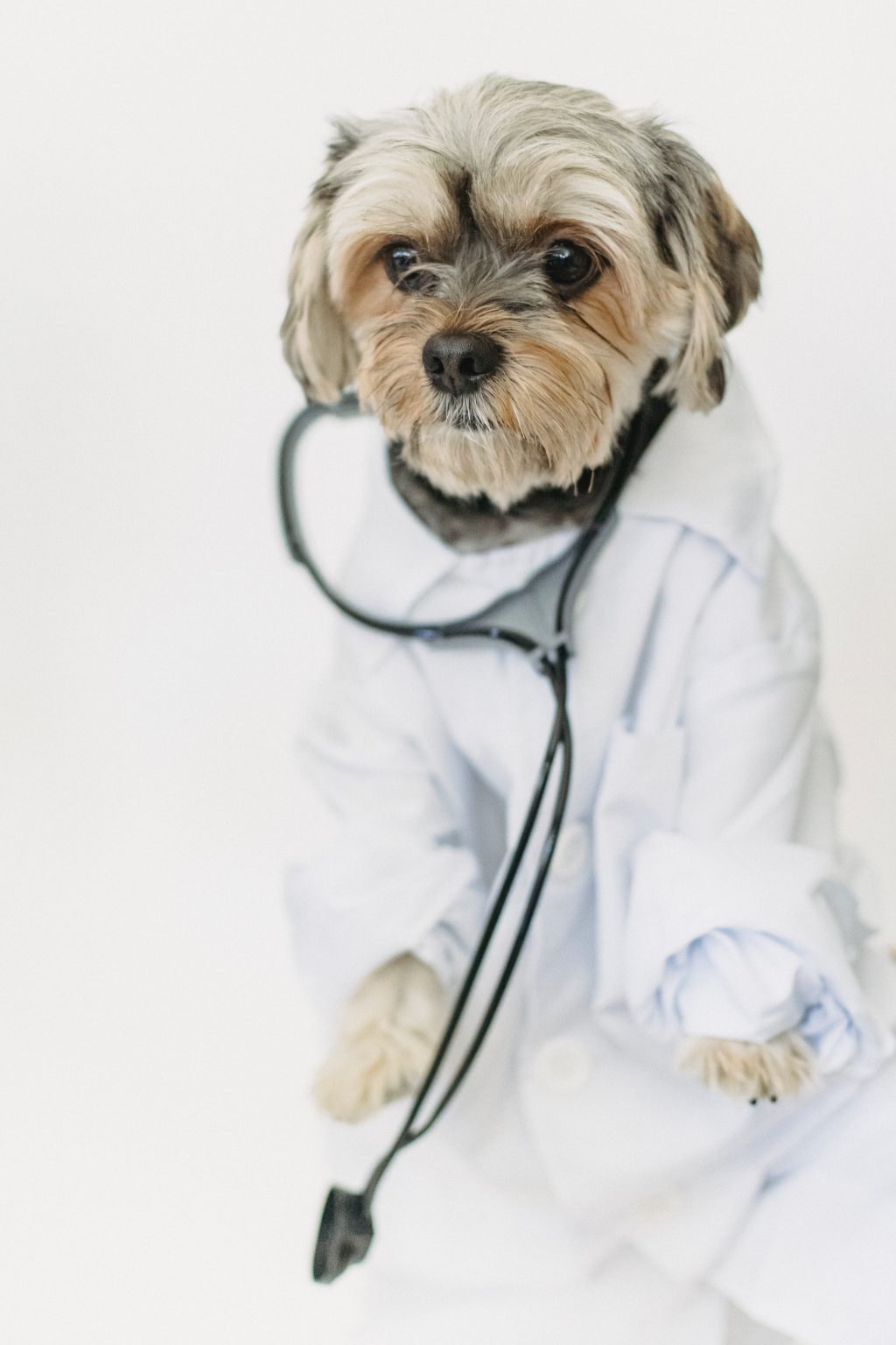 Perro vestido de médico