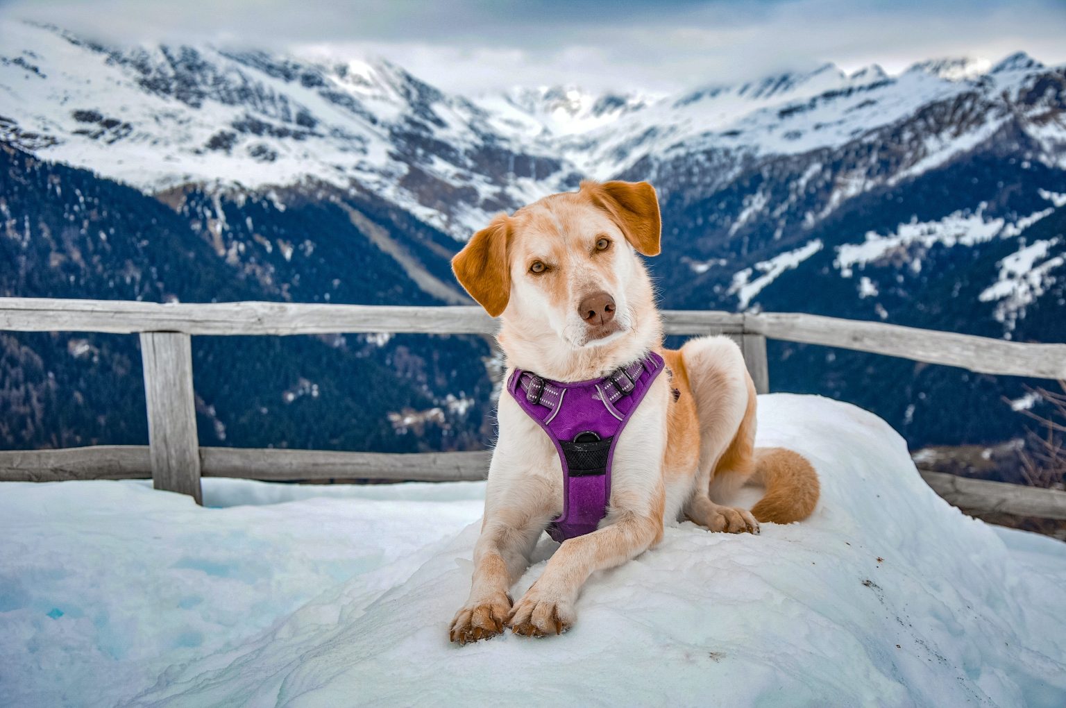 Perro en la nieve