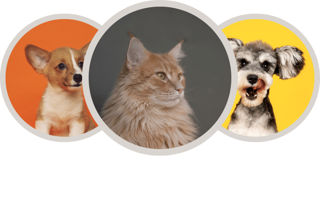 Perros y gatos sesiónelos fotografica