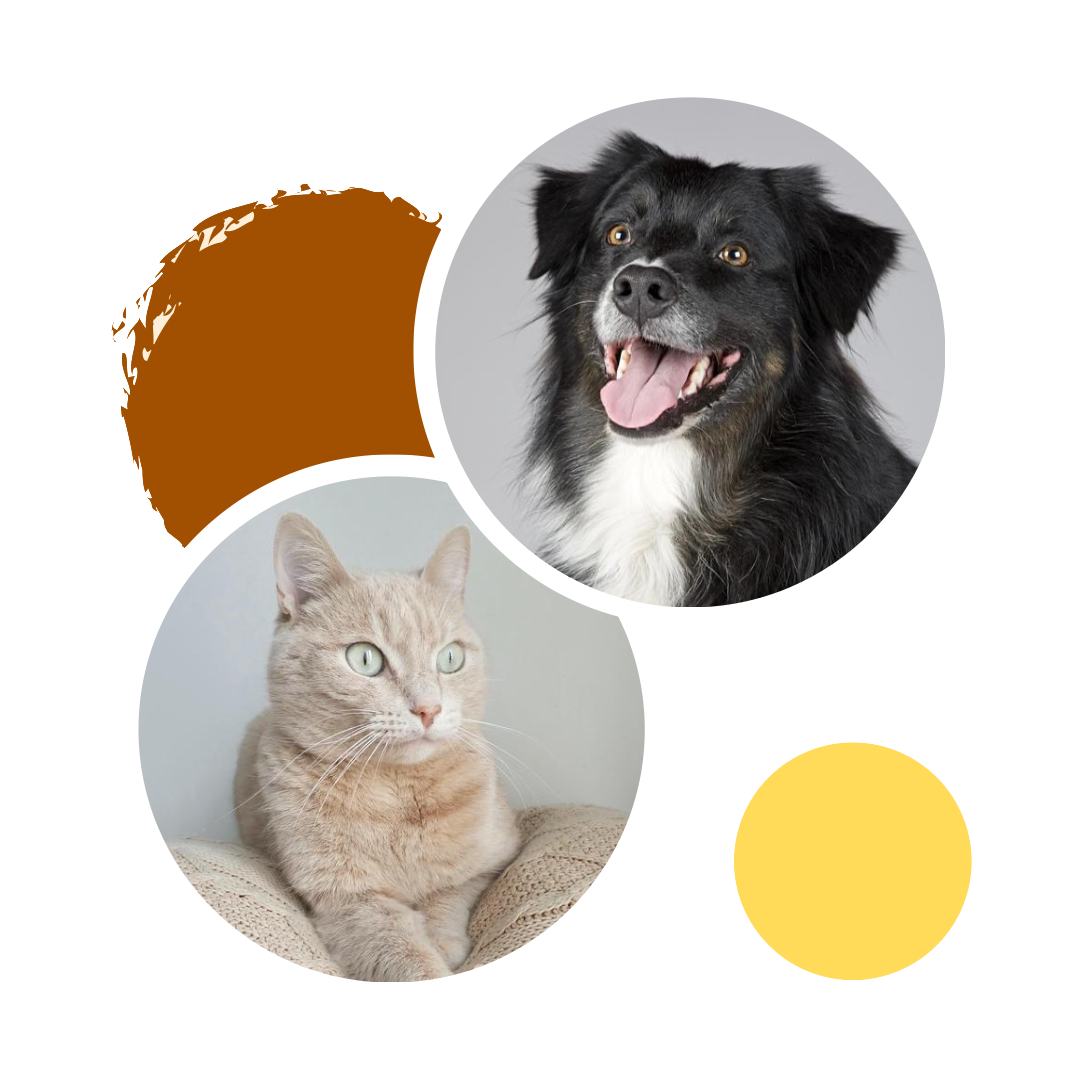Banner mascotas felices