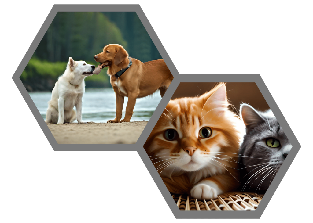 Comportamiento, socialización mascotas