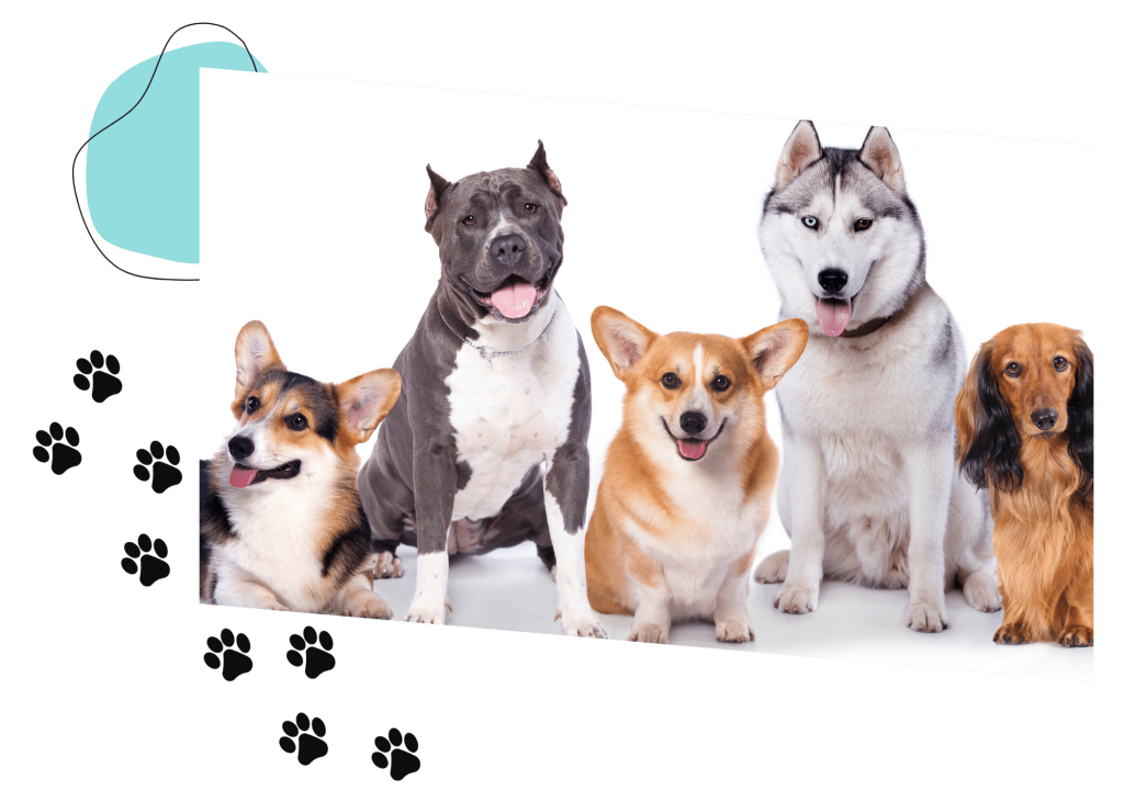 Banner razas de perros