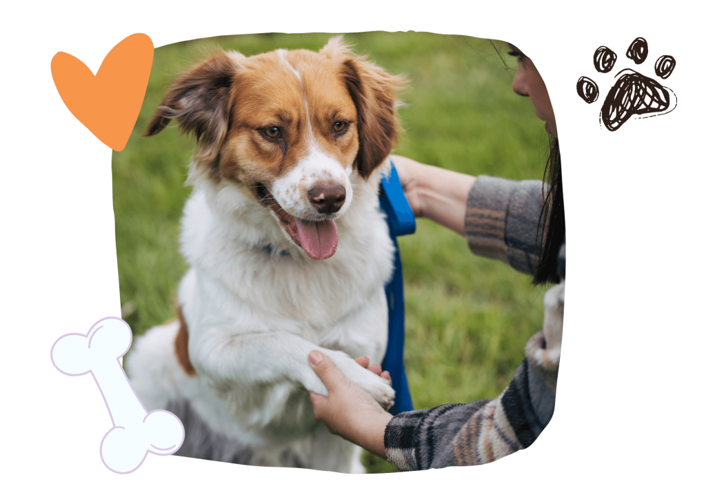 Banner perros en adopción